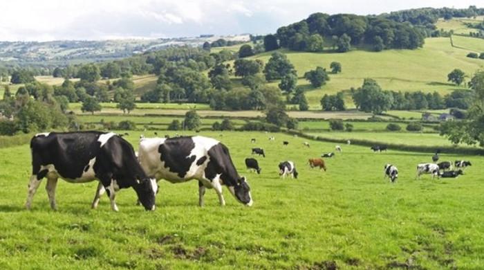 Punjab imposes emergency for increasing Livestock productivity - Vimarsana News