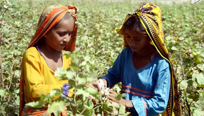 Farmer girls picking cotton in the cotton field at bypass on November 11, 2023. — INP