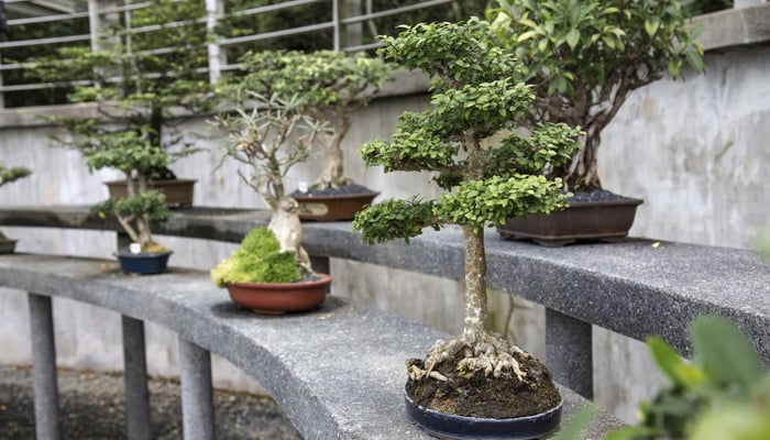 This representational image shows a bonsai tree can be seen. — Unsplash