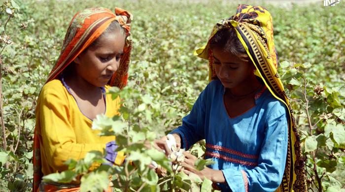 Project launched to help women cotton pickers earn money in off-season - Vimarsana News