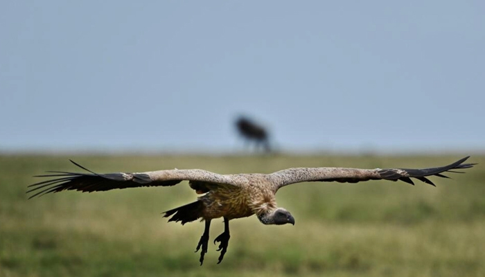 A critically endangered Ruppells Vulture in Kenyas Maasai Mara. — AFP/File