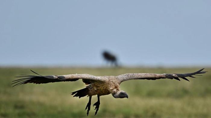 Africa's large birds of prey facing 'extinction crisis': study - Vimarsana News
