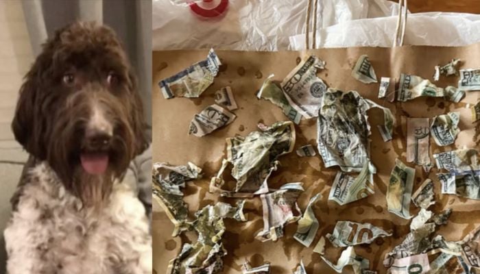 This screengrab shows the dog chewed currency notes.—Facebook/Meghan Schiller KDKA