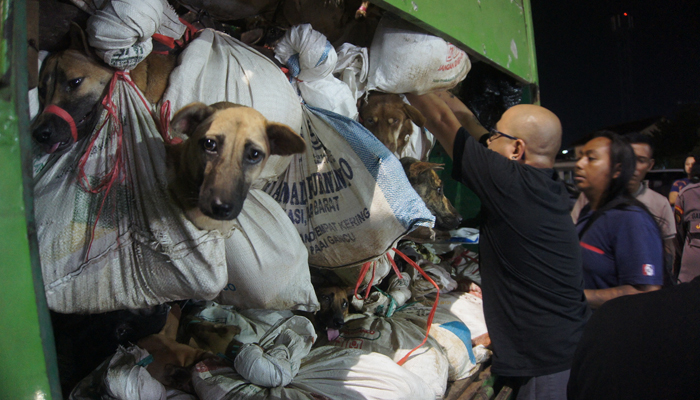 This picture taken on January 6, 2024 shows activists from Animals Hope Shelter Indonesia checking a truck containing hundreds of dogs intended for consumption after it was seized by police in Semarang.— AFP
