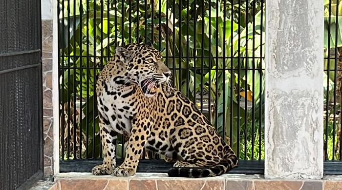 Six held for wildlife trafficking - Vimarsana News