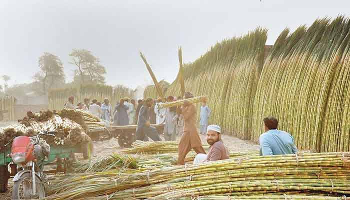 The image shows farmers busy at the sugarcane field. — APP File
