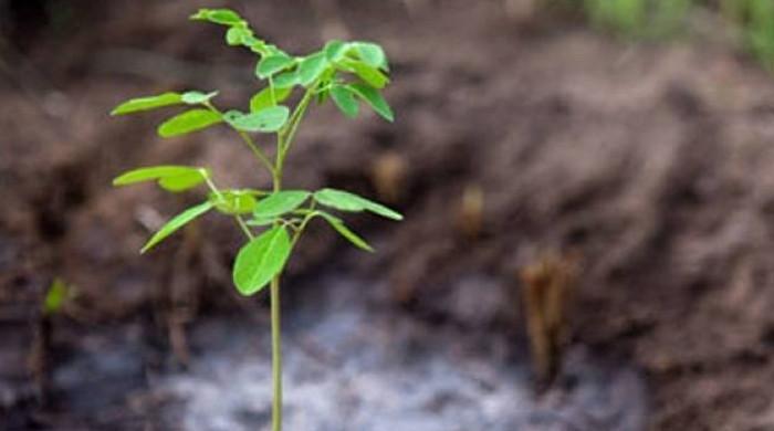 MoU signed on planting Miyawaki forests in City - Vimarsana News