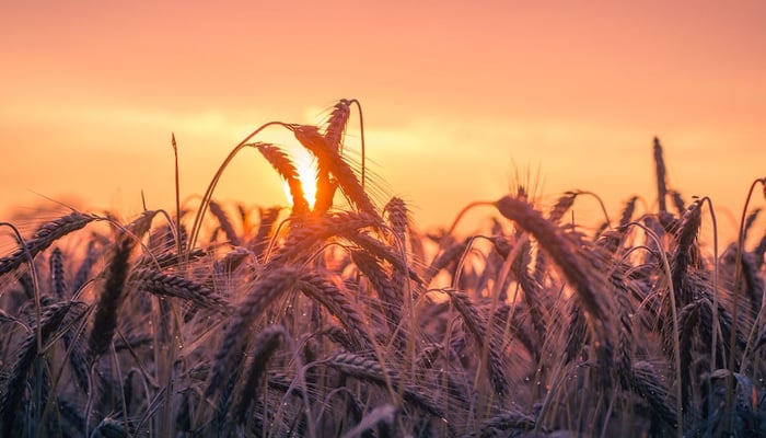 A representational image of a wheat field. — Pexels