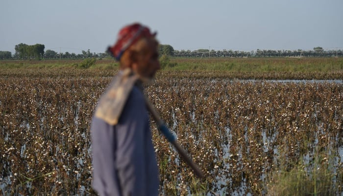 This picture taken on August 30, 2022, shows a labourer walking past damaged cotton crops in Sukkur, Sindh province. — AFP
