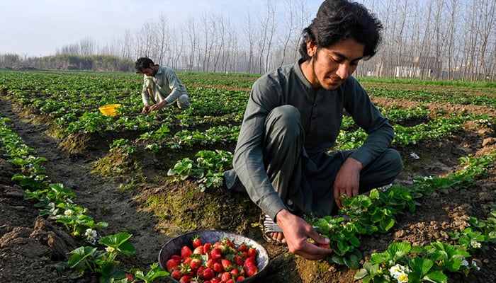 Farmers pick strawberries at a farm on the outskirts of Peshawar on March 5, 2023. — AFP