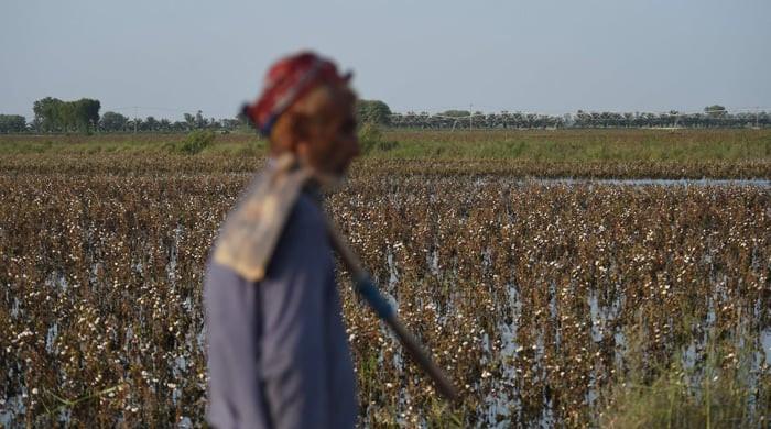 Cotton output falls short of revised target amid Punjab slump - Vimarsana News