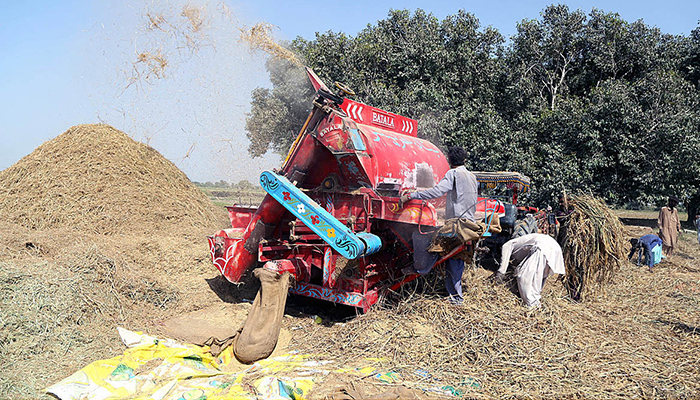 Farmers threshing rice crops in their fields with the help of a thresher machine in Hyderabad, on October 26, 2023. — APP