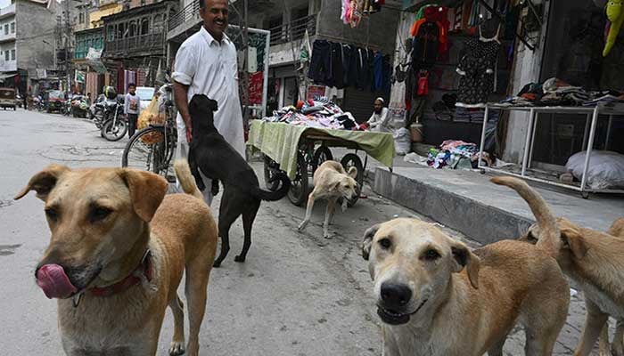 Photograph of stray dogs in Rawalpindi. — AFP/File