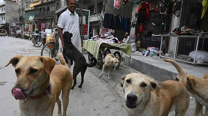 Punjab's tall claims about dog bites no more than an 'eyewash' - Vimarsana News