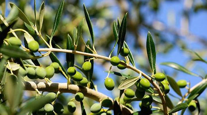 Potohar region to be transformed into olive valley - Vimarsana News