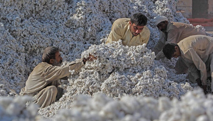 Pakistani workers process freshly picked cotton at a factory at Khanewal in the central province of Punjab, Pakistan. — AFP/File