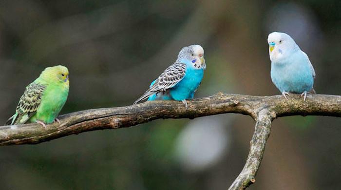 Insights from blood profiles, pathogen prevalence in captive avian species - Vimarsana News