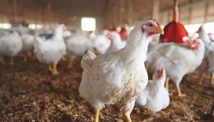 A flock of chickens in a farm. — AFP/File