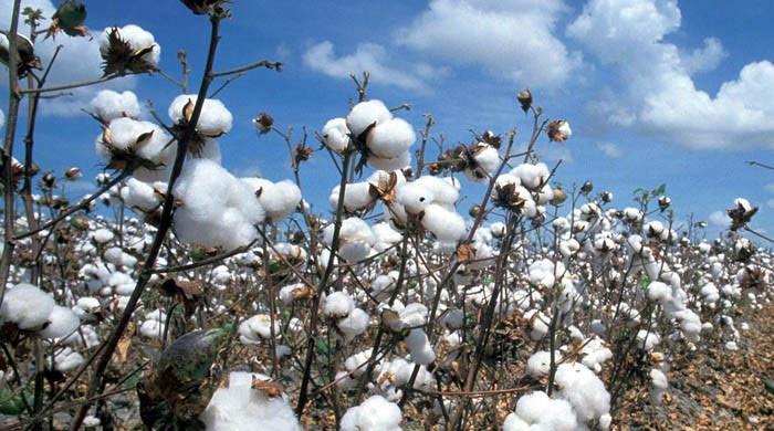 Cotton arrivals up 1.1pc in fortnight, imports forecast at 4.2 million bales - Vimarsana News