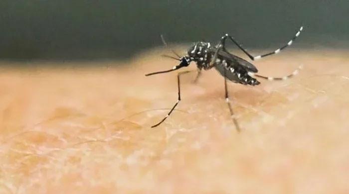 One dengue case reported - Vimarsana News