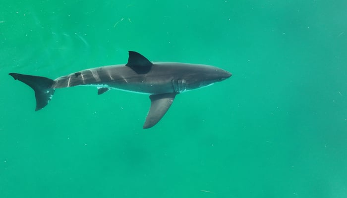 A frame grab on January 29, 2024, shows an adult great white shark filmed off the California coast near Santa Barbara. — AFP