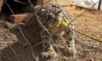 2 young leopards found dead in Murree