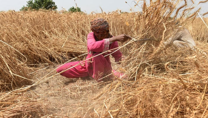 A Pakistani farmer harvests wheat in a field on the outskirts of Lahore. — AFP/File
