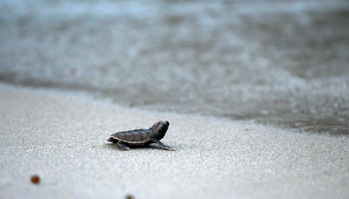 A Hawksbill turtle can be seen on a beach. — AFP/File