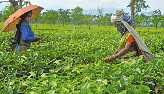 Laborers pluck tea leaves at Kiranchandra Tea Garden, some 20 kilometers from Siliguri, India. — AFP/File