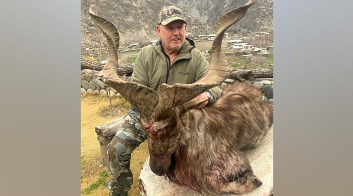 American hunts Kashmir Markhor in Chitral - Vimarsana News