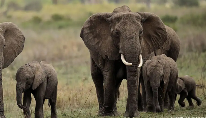 This representational image shows elephants. — AFP/File