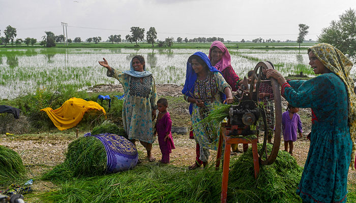 In this picture taken on August 26, 2022, flood-affected women chop animal feed beside damaged rice crops after heavy monsoon rains in Jacobabad, Sindh province of Pakistan. — AFP