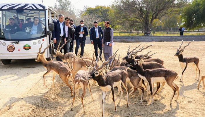 Caretaker Punjab Chief Minister Mohsin Naqvi looking at animals after he inaugurated Safari Park upgradation project on Feb 24, 2024. — Facebook/ dgprpunjab.newsroom