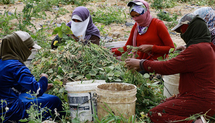 women work on a harvest of green beans at a farm. — AFP/File