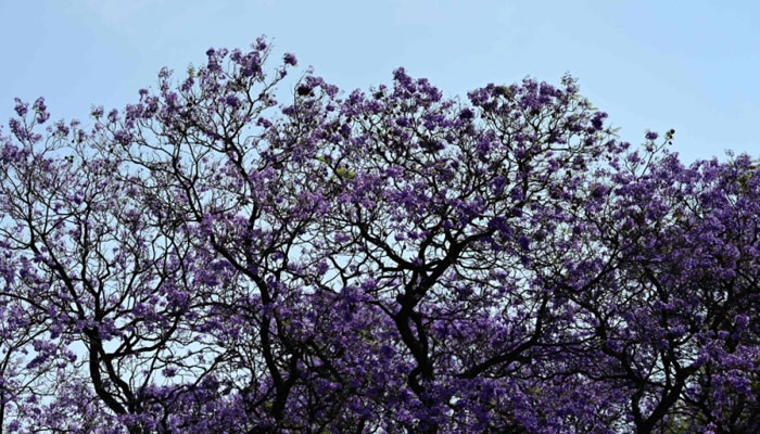 View of Jacaranda mimosifolia trees in the Alameda Central Park in Mexico City, on March 25, 2023. — AFP