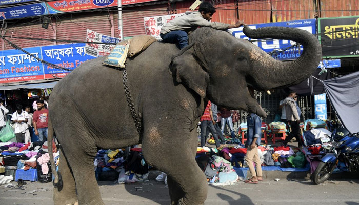 An elephant rider takes money from the elephant after collecting it from a market in Dhaka. — AFP/File