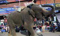 BD’s critically endangered Asian elephants get court protection