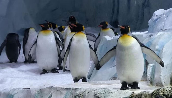 Emperor penguins are seen in Dumont dUrville, Antarctica. — AFP/File