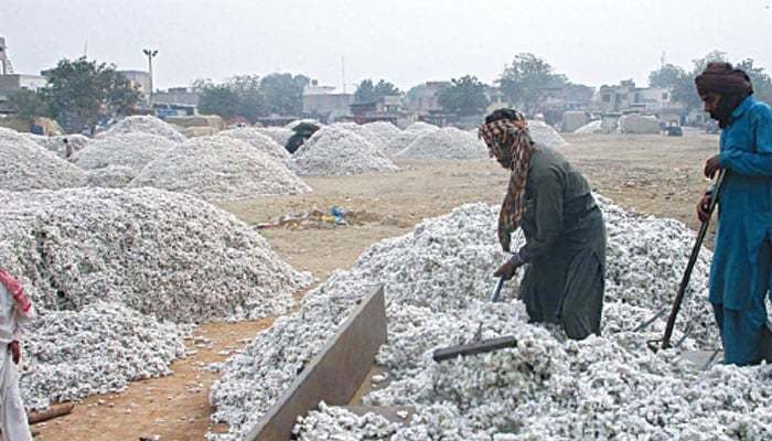 Labourers unload cotton from a tractor-trolley at the Ghalla Mandi in Bahawalpur. — APP/File