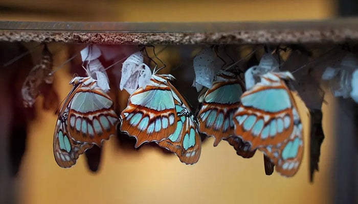 The image shows butterflies, while in their pupae stage, hang in this enclosed space. — Niagara Parks