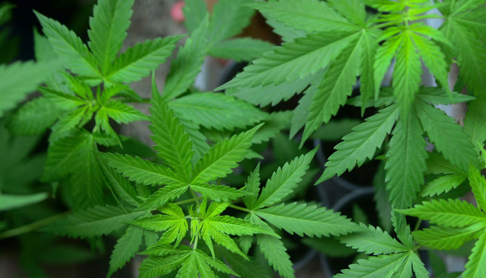 Cannabis plants. — AFP File