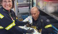 Coco the cat, unlikely survivor found 8 days after fire in Valencia, Spain