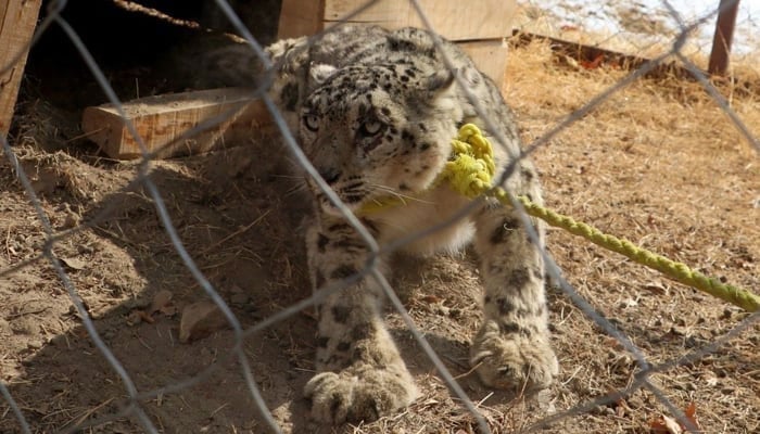 This image shows a Snow Leopard tied in a compound. — AFP/File