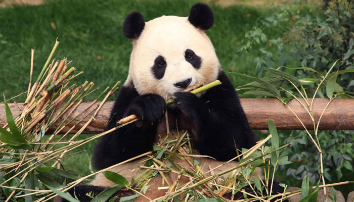 A panda named Fu Bao eats bamboo at Everland Amusement Park in Yongin on March 3, 2024. - AFP