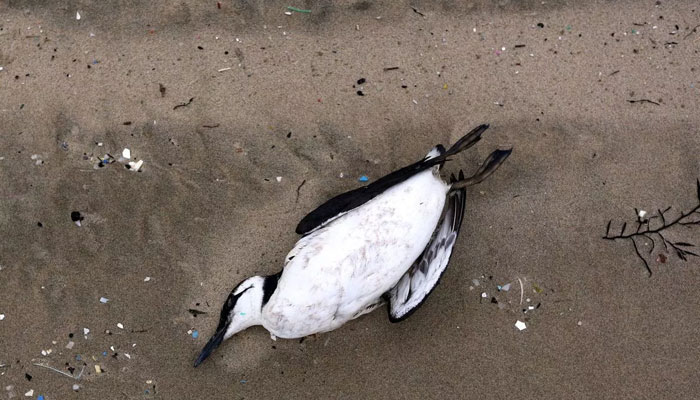 A common guillemot lies on a beach in Soulac-sur-Mer, south western France. — AFP