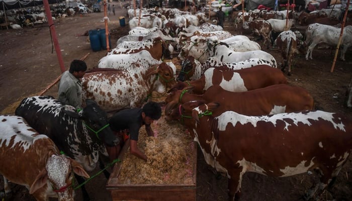 A trader feeds cows at a cattle market set up for the upcoming Muslim Eid al-Adha. — AFP/File