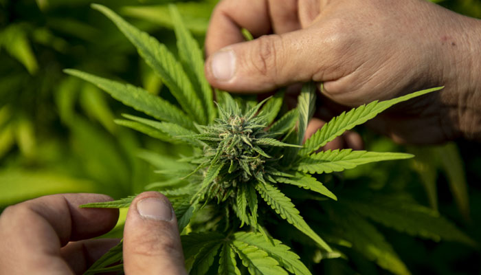 This representational image shows The cannabis plant. — AFP/File
