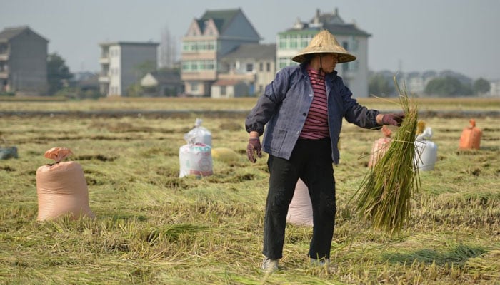 A chinese farmer working in his farm in this undated photo. — AFP/File