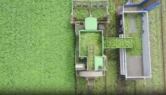 Cultivation of cattle fodder in Pakistan in this still taken from a video. — SIFC/Radio Pakistan/File