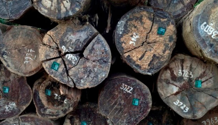 A representational image showing logs of cut down trees. — AFP/File